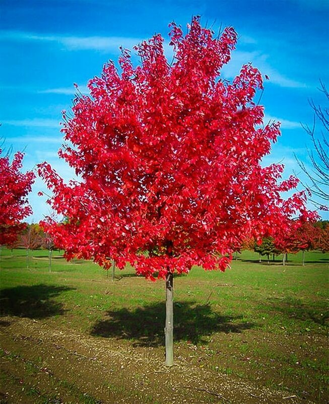 Red Maple Seeds (Acer rubrum), 30+ Seeds