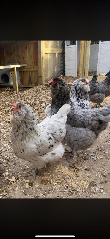 Splash Ameraucana Hatching Eggs
