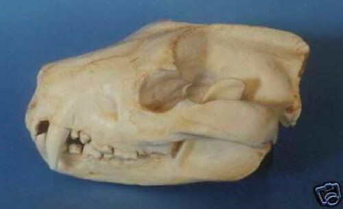 Tasmanian Devil Skull  REPLICA.