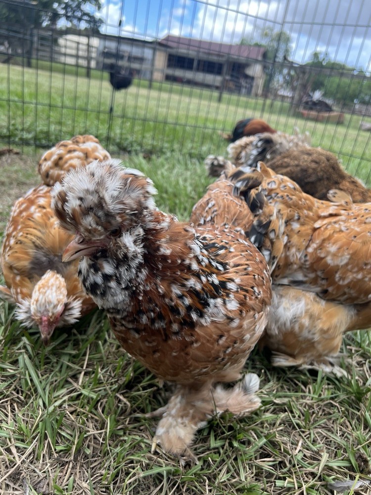 12 RARE Hens Choice Hatching Eggs NPIP