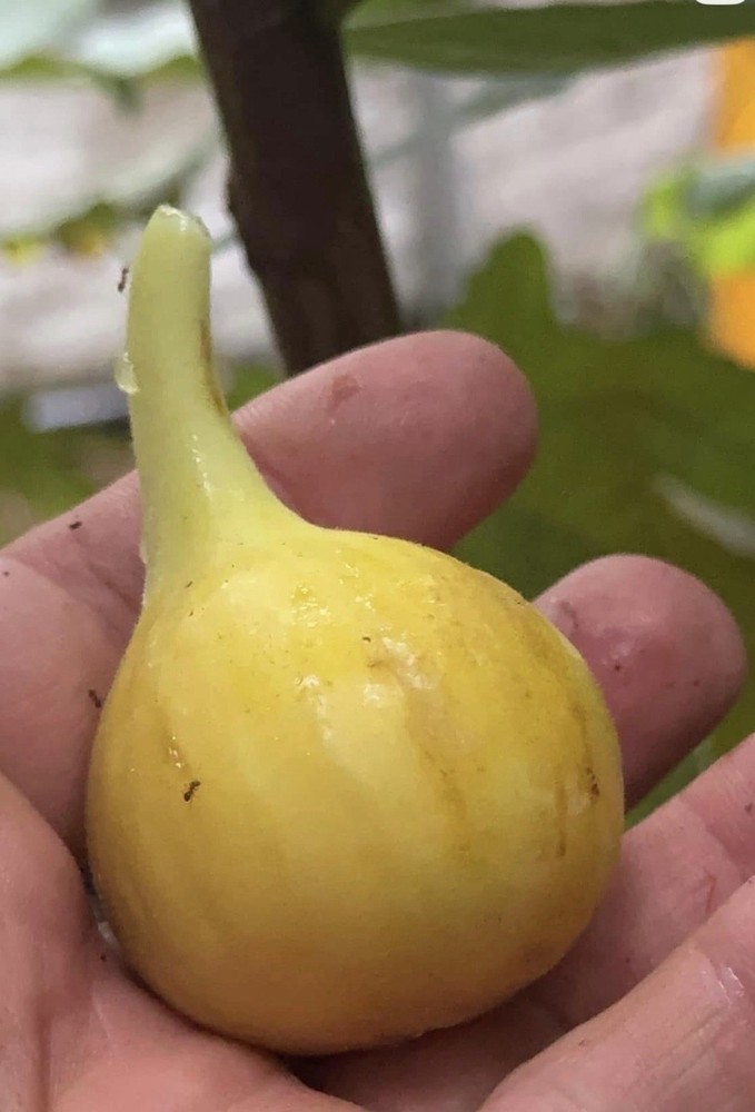 Fig Tree Cuttings -Select Variety Figs to Choose From