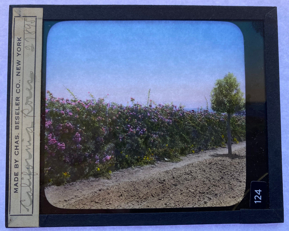 COLORED MAGIC LANTERN SLIDE ROSES CALIFORNIA 1900s