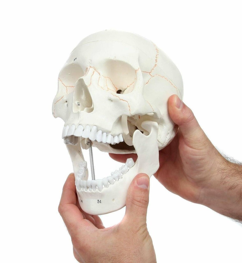 Detailed Life-Size Anatomical Skull Model - Ideal for Teaching & Reference