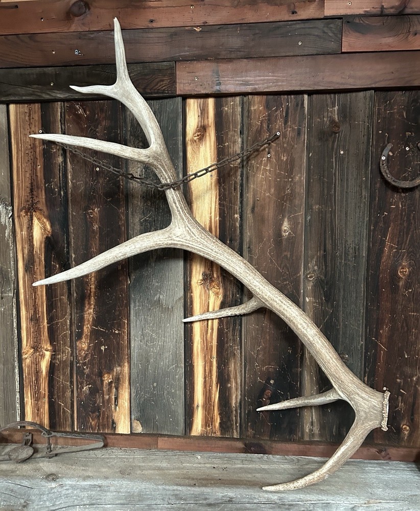 Large 7 Pt Elk Shed ~ Antler