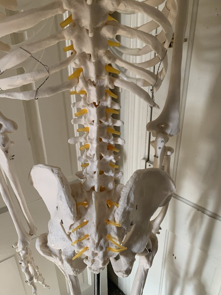 Fantastic Human Skeleton Model