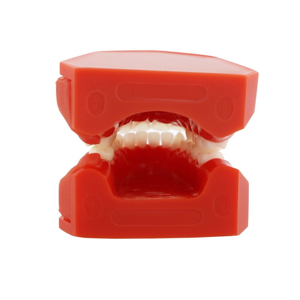 Dental Typodont Teeth Model Pathological Perio Implant Endo Caries Teeth Model