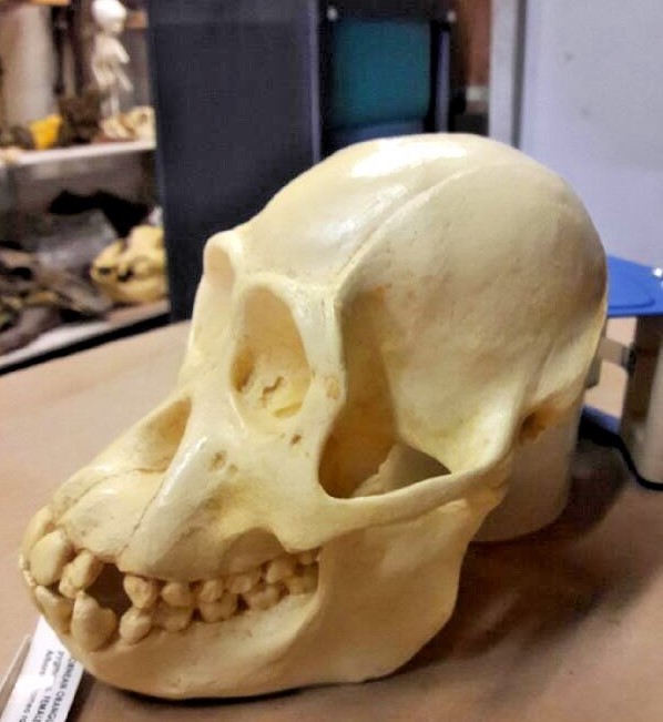 JUVENILE ORANGUTAN SKULL REPLICA