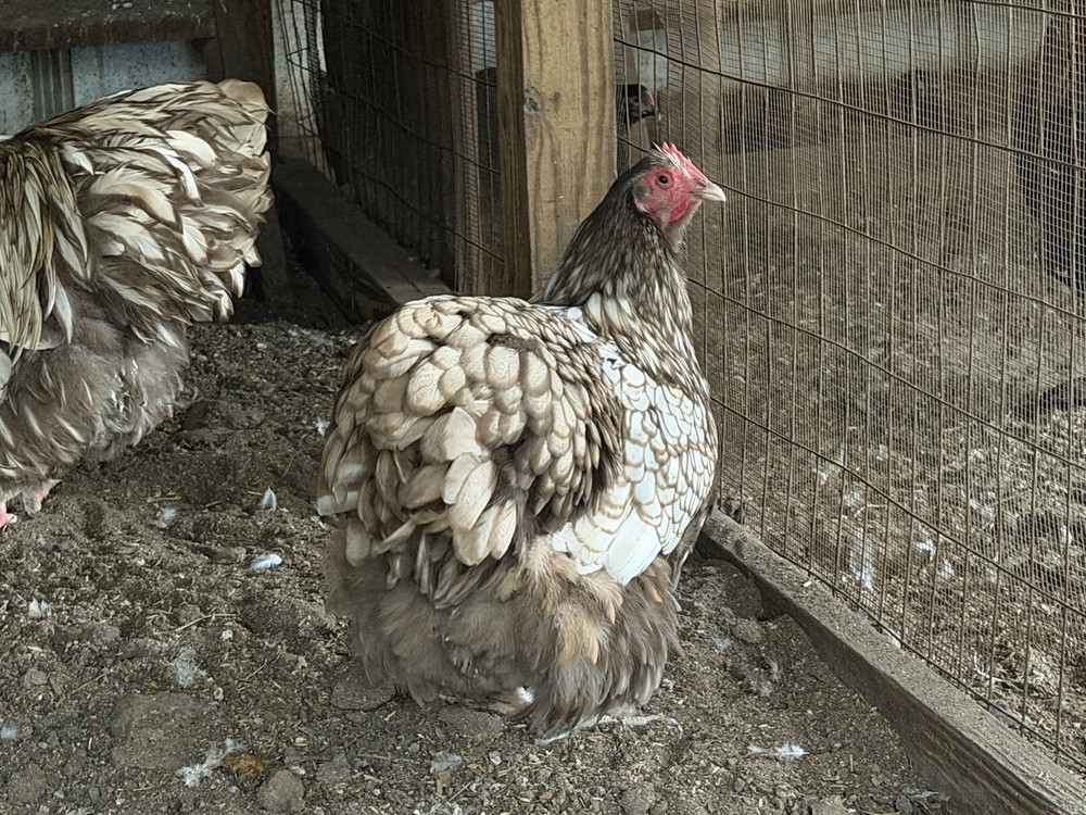6+ Chocolate Silver Laced Orpington Hatching Eggs NPIP AI