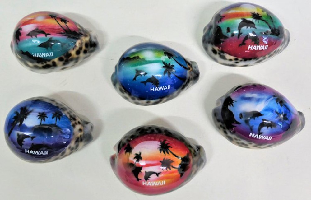 Painted Sunset Cowrie Shells, Assorted Colors, Hawaii Souvenirs