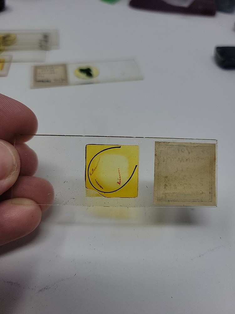 Vintage Microscope Slide 1940