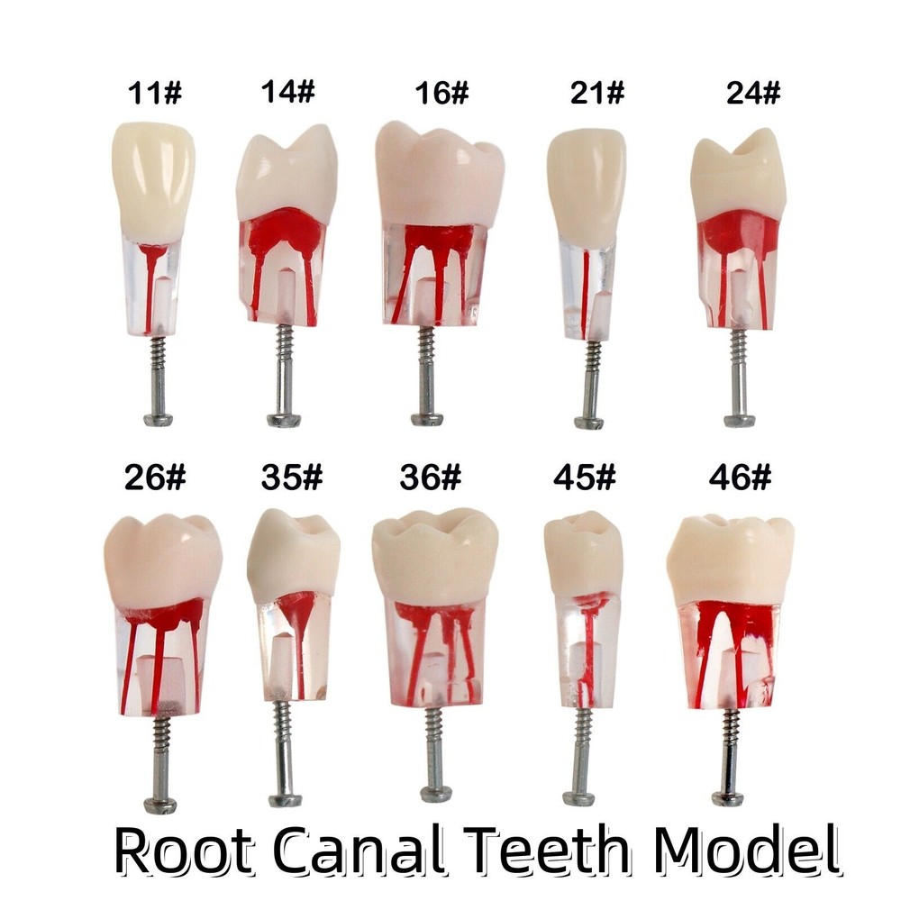 Dental Endo Root Canal Teeth Model Study RCT Practice Typodont Model #8006