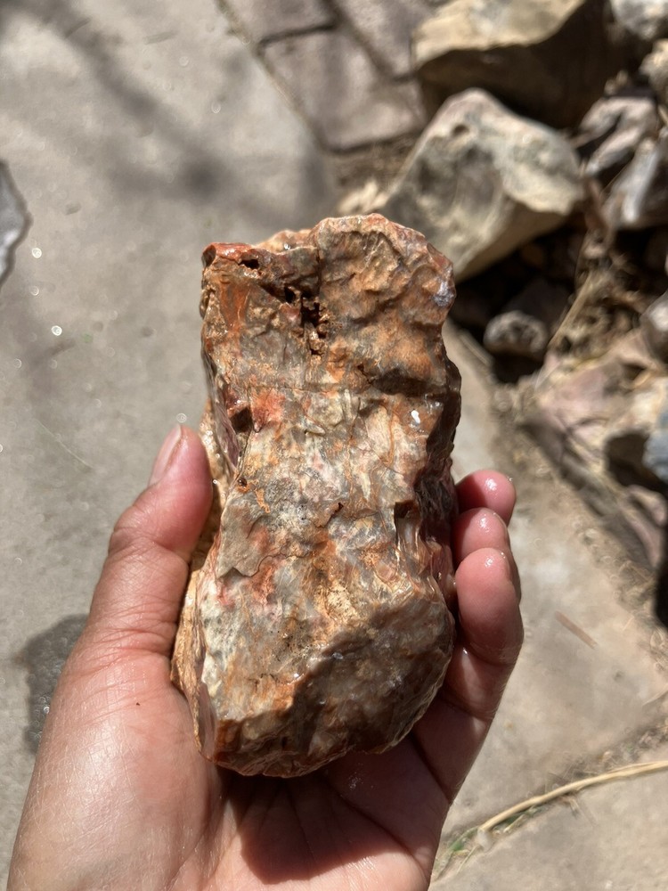 Arizona Petrified Wood Specimen