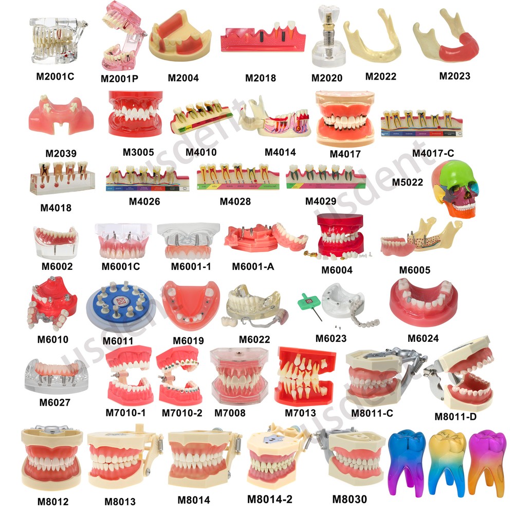 Dental Typodont & Implant Models - Educational, Pathology, Restoration Training