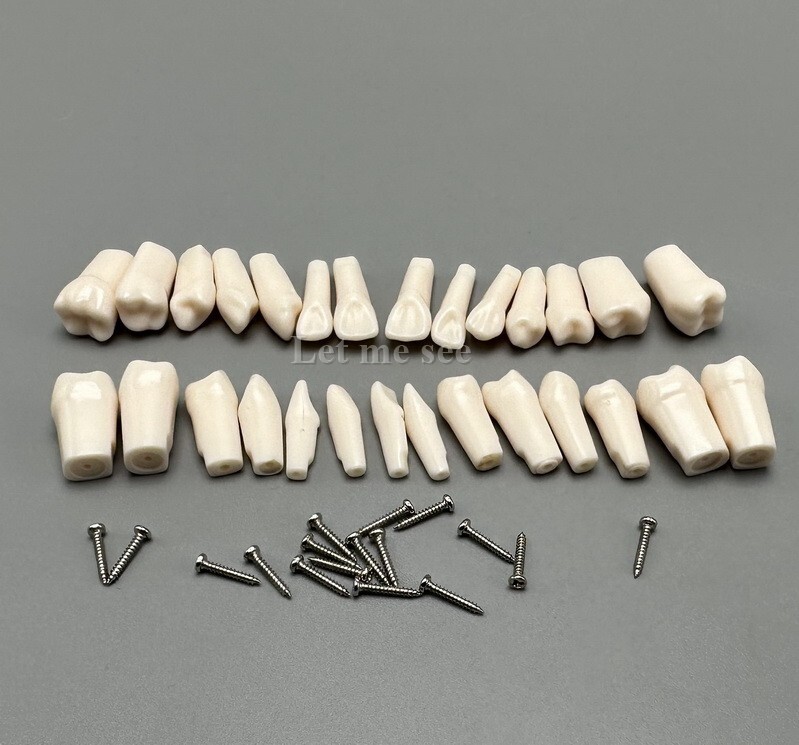 Dental Replacement Screw-in Teeth Typodont Models Study Practice Tooth Model
