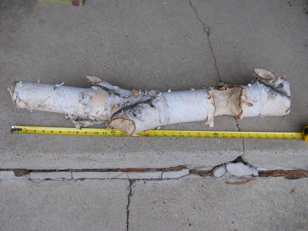 Beaver Chewed White Birch 32" x  4 Inches