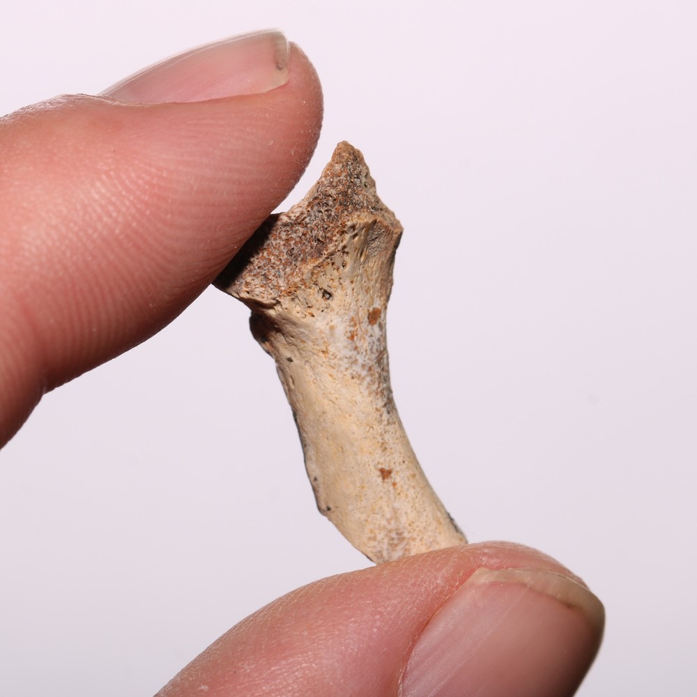 Dinosaur Age Bone Fossil - Nice Specimen - Cretaceous Hell Creek Formation