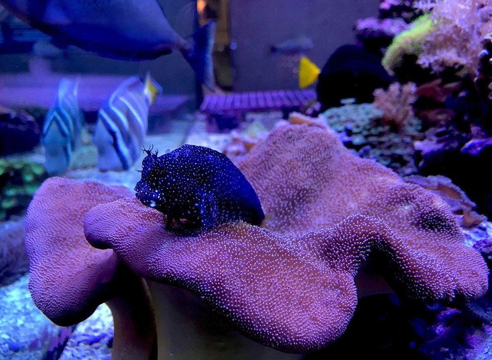 Reef Trace 4L Aquarium Supplement Trace Element Liquid