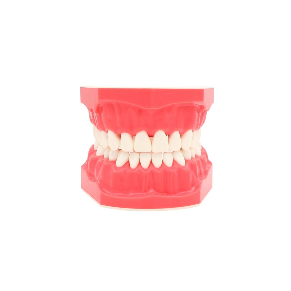 US Dental Typodont Brushing Flossing Practice Teeth Model with Metal Brackets