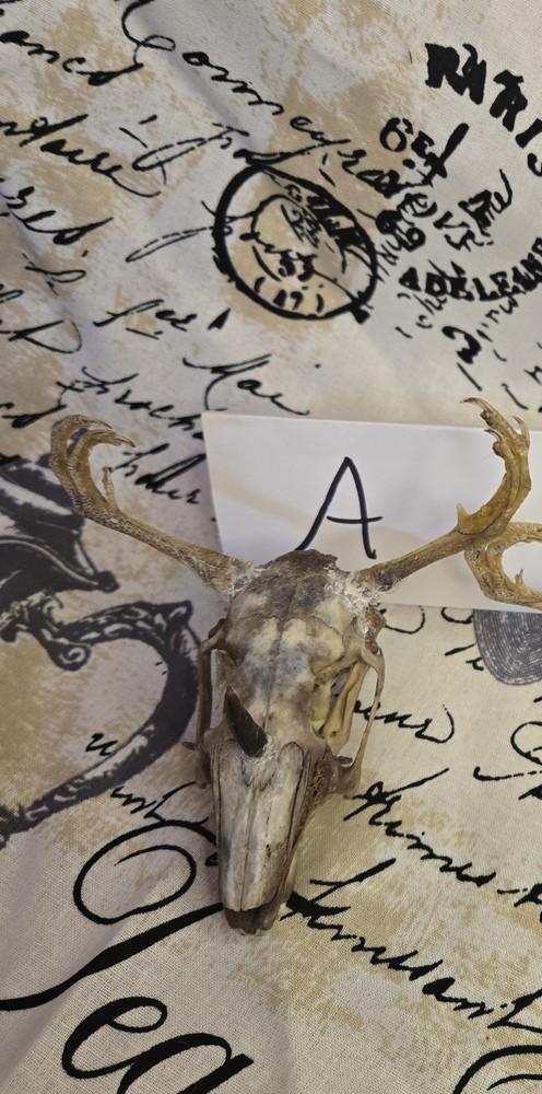 Wendigo Skull A