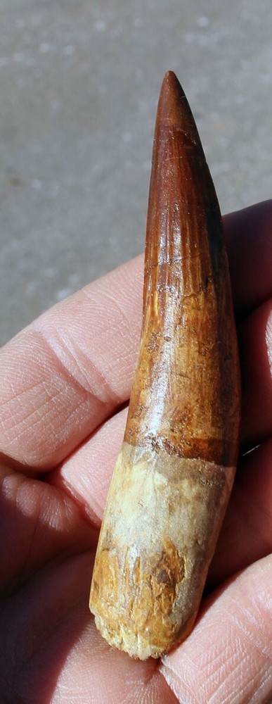 Authentic 4.0" Spinosaurus Tooth in Riker Mount