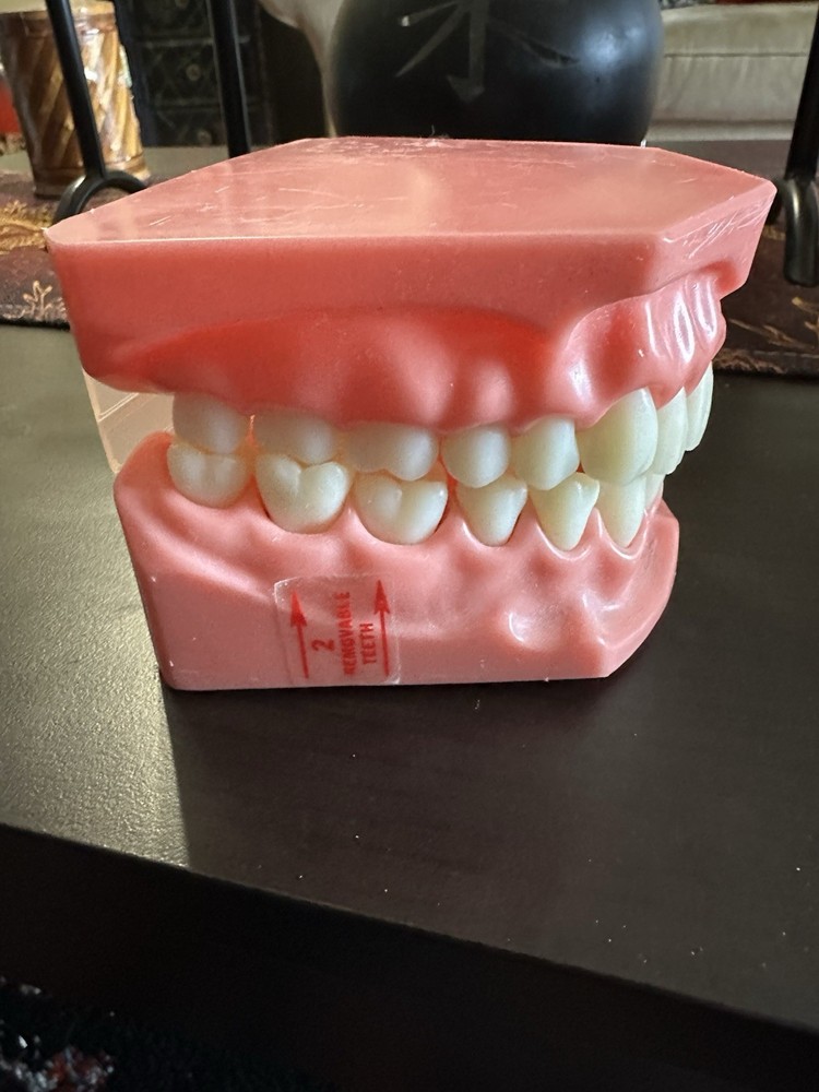 Vintage Dental Typodont Model Removable Full Set Teeth, Hinged Pink Base