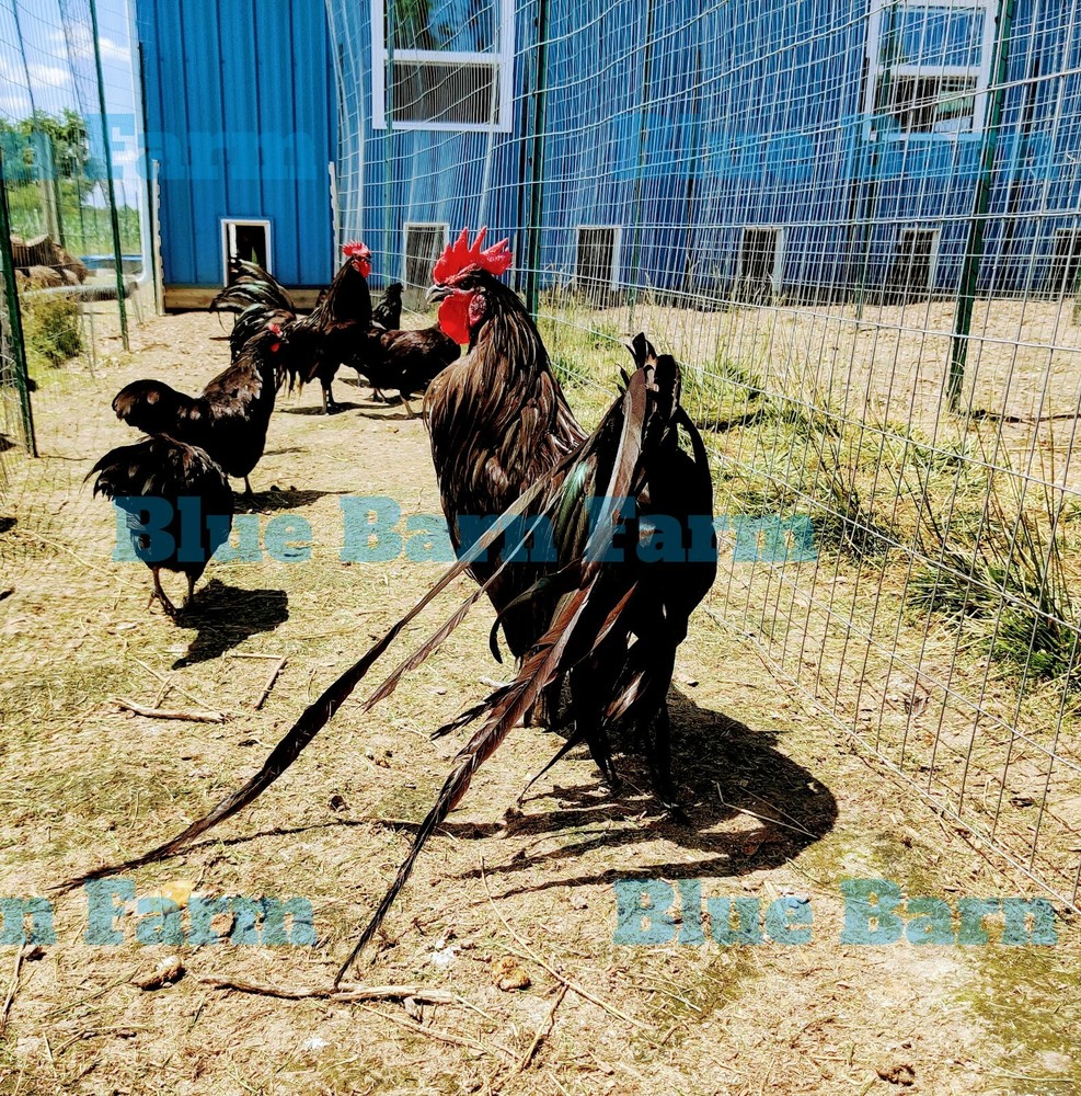 6+ Black PHOENIX Chicken Hatching Eggs. Rare, Elegant, Long-Tail Project Breed