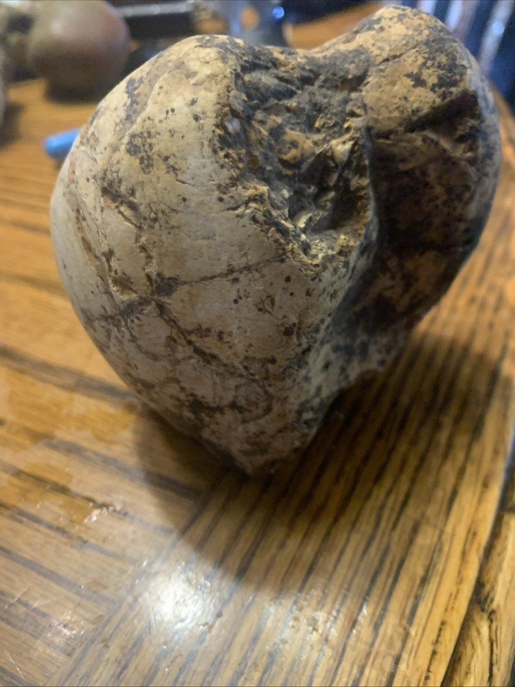 Fossils