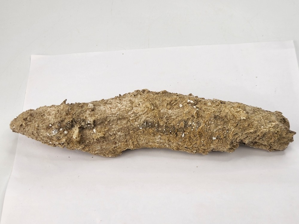 Petrified Wood Section - Florida