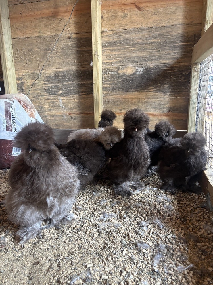 NPIP/ai clean Silkie chicken hatching eggs