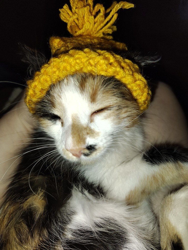 Crochet Cat Boggins