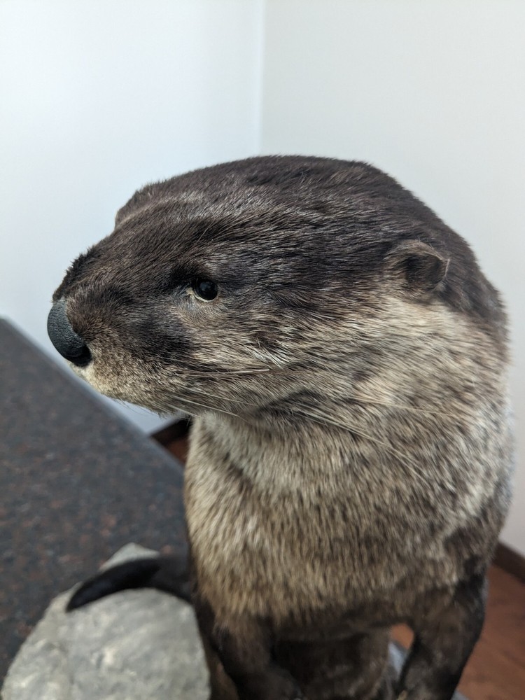 River Otter Taxidermy Life Size Mount