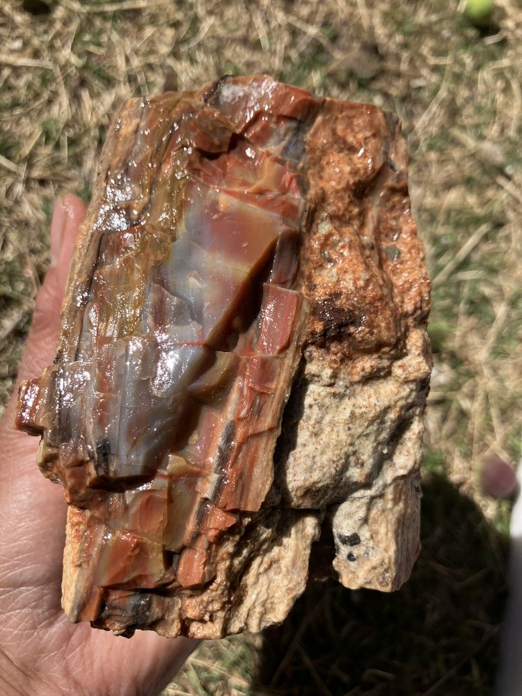 Arizona Petrified Wood