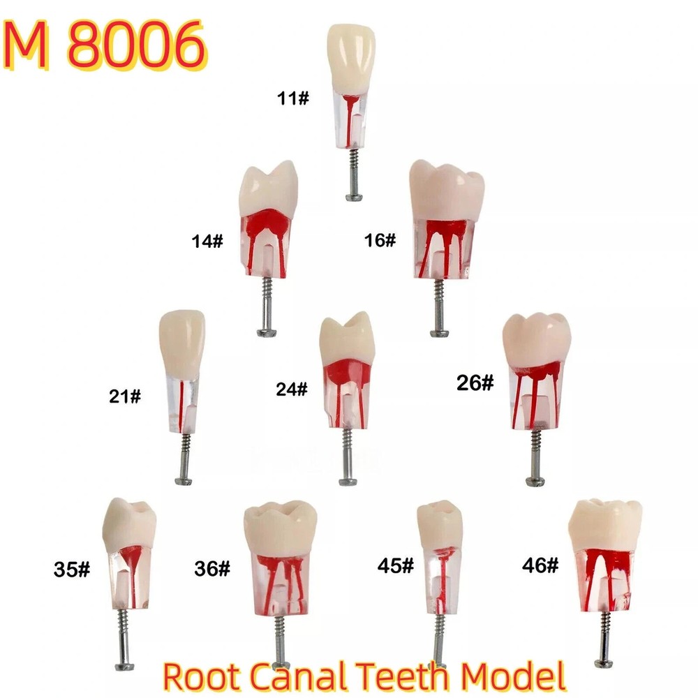 10Pcs Endo Dental RCT Practice Root Canal Teeth Model Study Typodont Model #8006