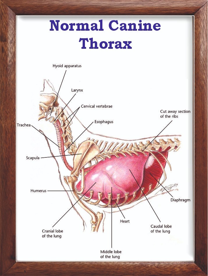 Normal Canine  Thorax Chart 12x18 inches