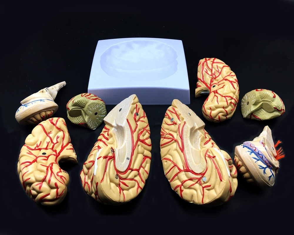 Human Brain Model, Anatomically Accurate Brain Model 8-Part Human Brain Anato...