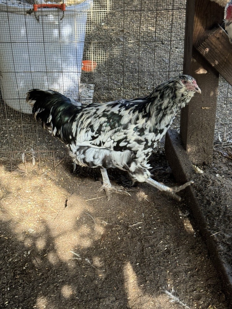 6+ Ermine ameraucana hatching Eggs