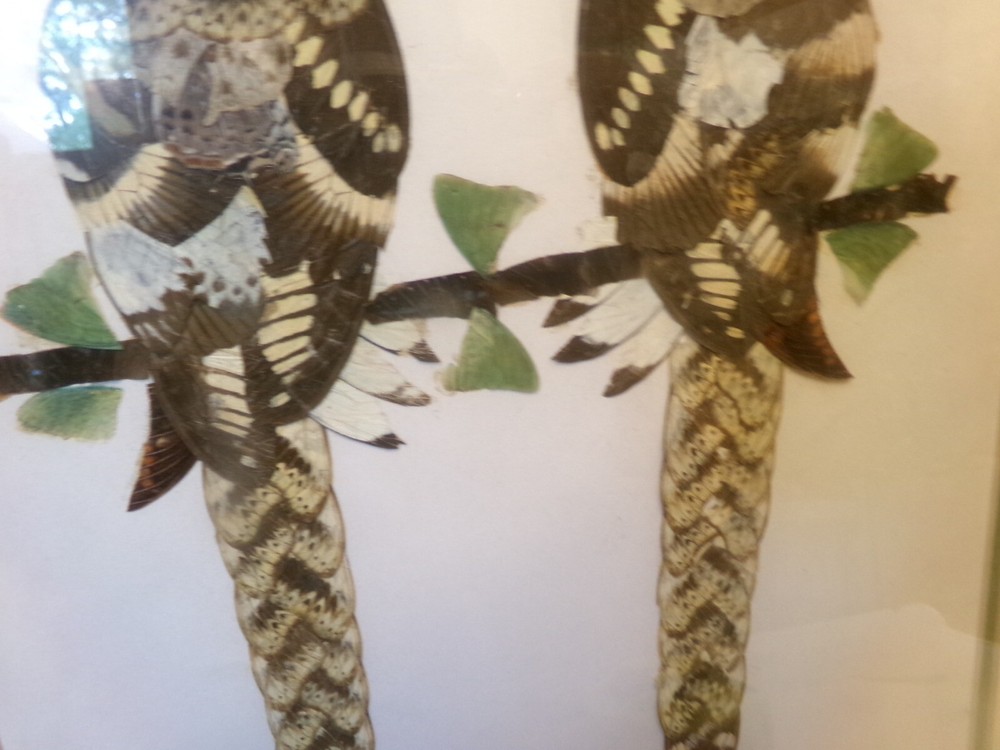 ART BUTTERFLY WING PARROTS Framed