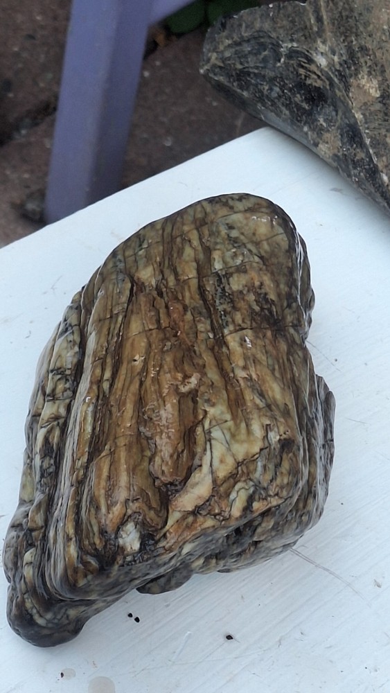 petrified wood log