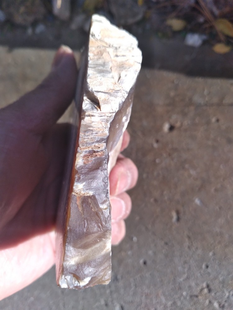 Opalized Wood Slab