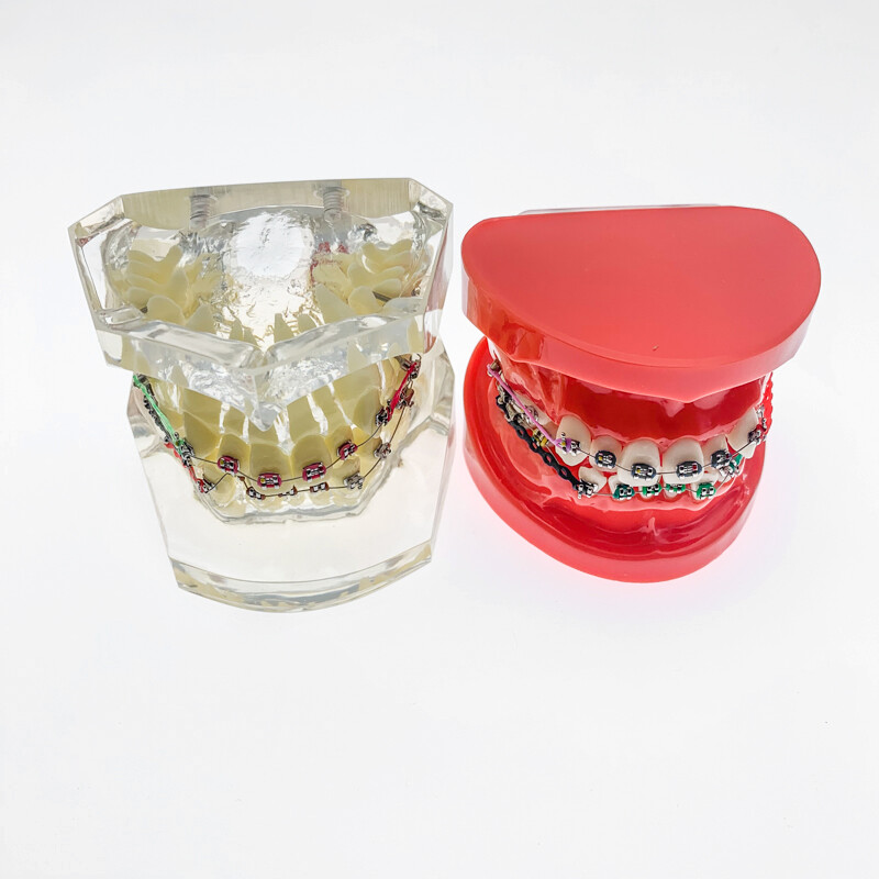 Dental Models For Teaching teeth model Dental teaching Orthodontic Model