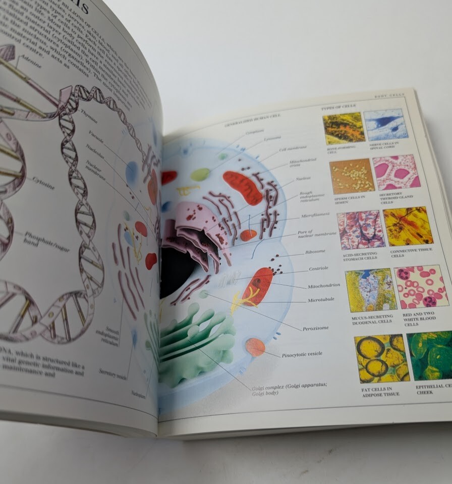 Pocket Visual Dictionary DK 2003 Art Encyclopedias Reference Illustrated Guide