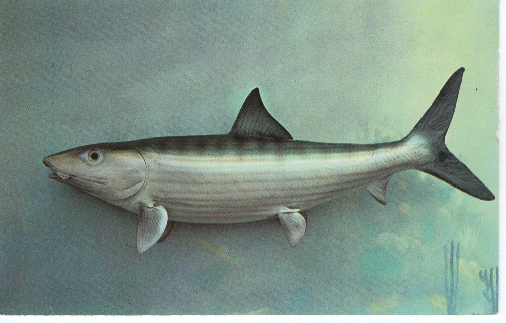 BONEFISH - PC3578