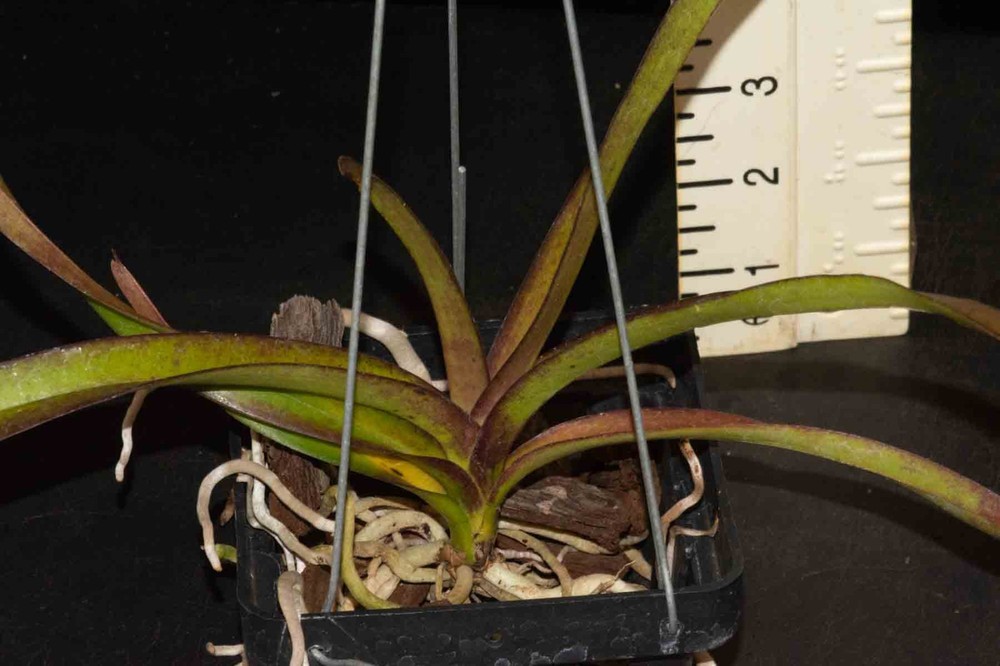 Vanda Motes Hot Chestnut (Bigness x merrillii)