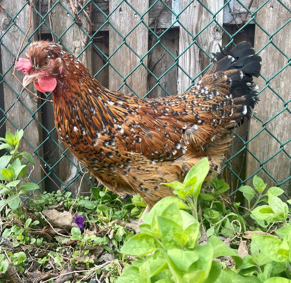 SWEDISH FLOWERS 100% PURE TYPE ( 6 ) HATCHING EGGS