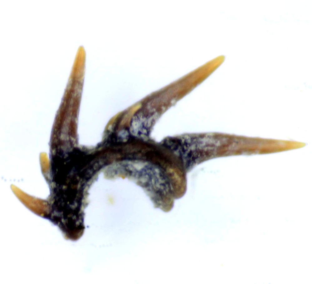 Rare Silurian Gnathostomes fossil fish tooth.