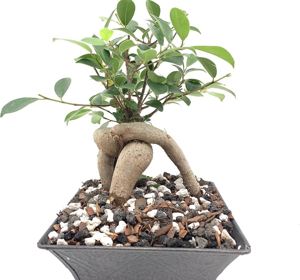 Professional Bonsai Soil Mix - 20qts