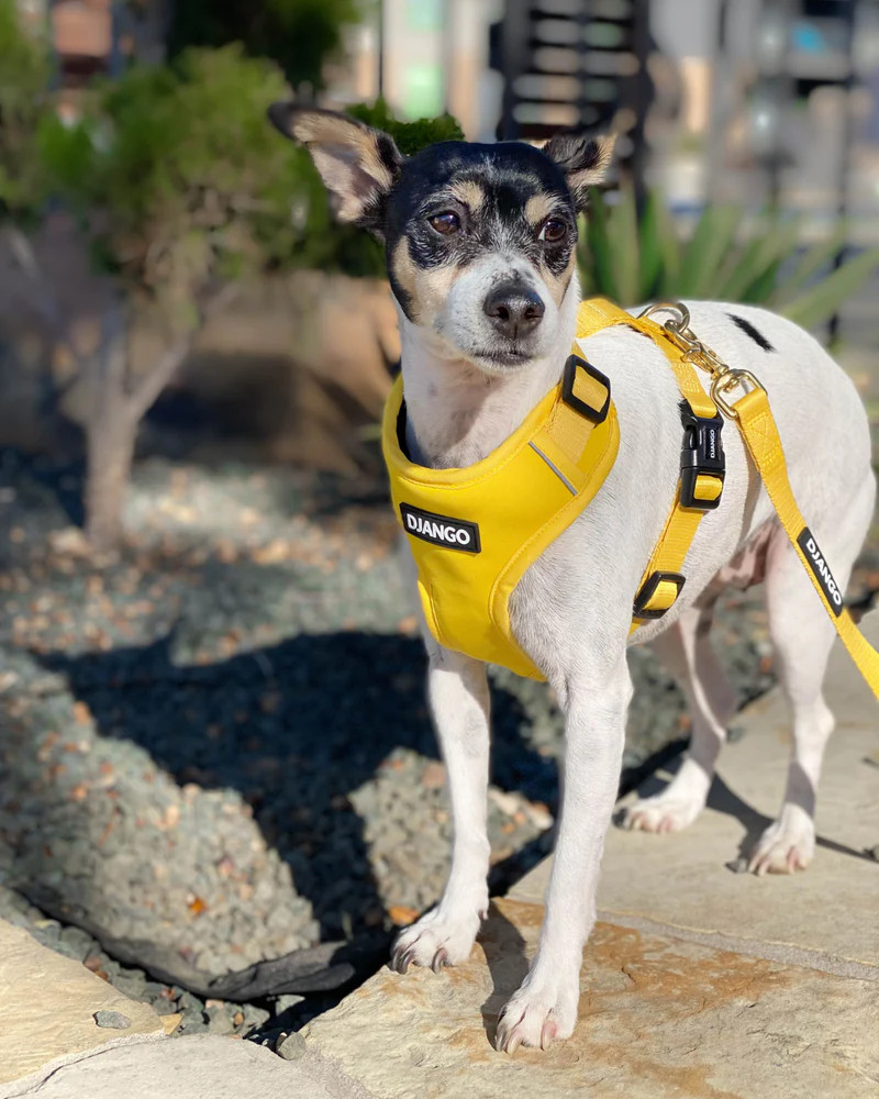 NWT Django Adventure Dog Harness - Dandelion Yellow