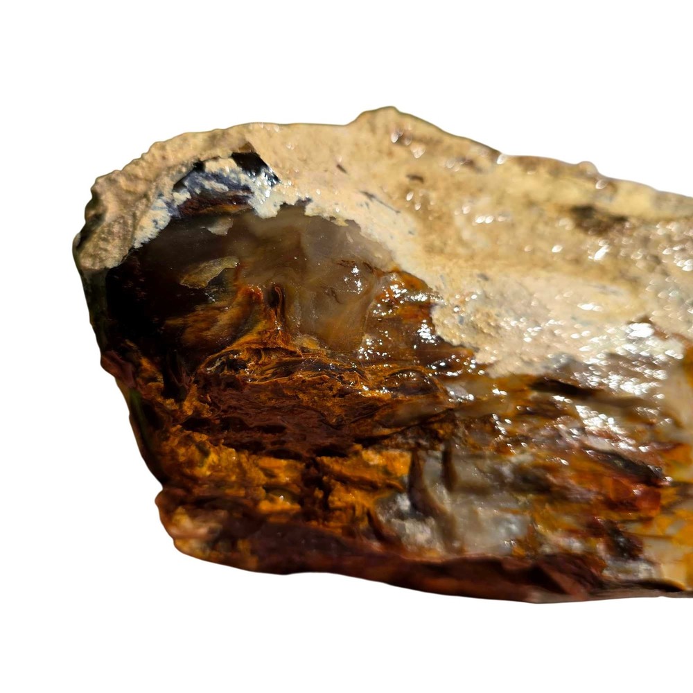Pacific Northwest Petrified Wood Random Pull Saddle Mountain