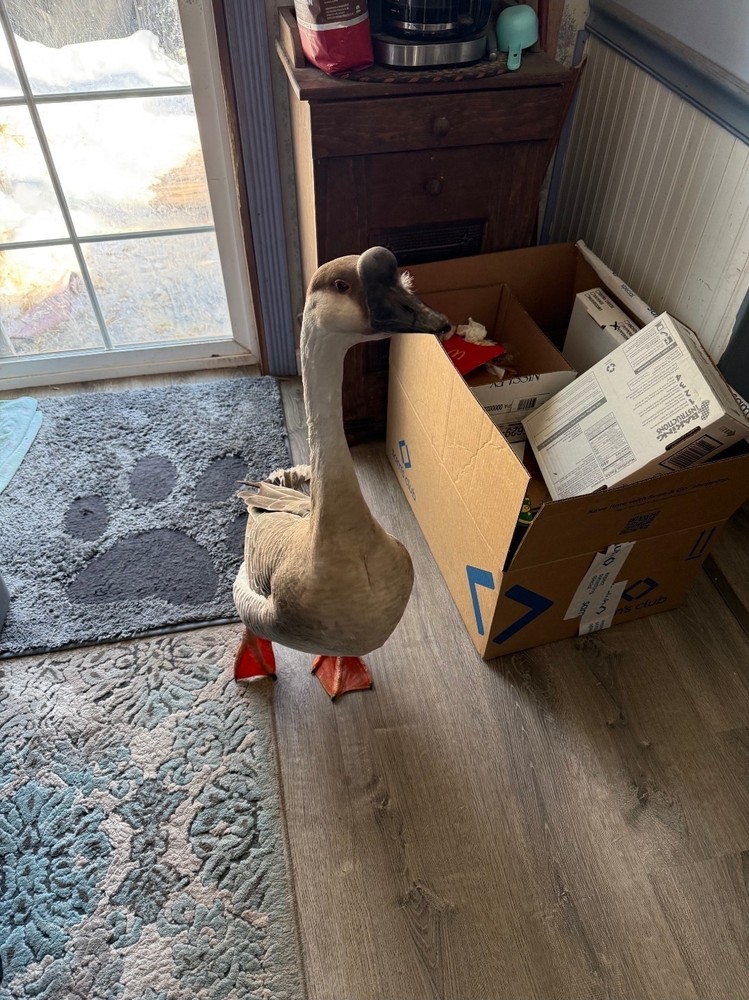4+ Brown Chinese Geese Hatching Eggs- Fresh- Free Range