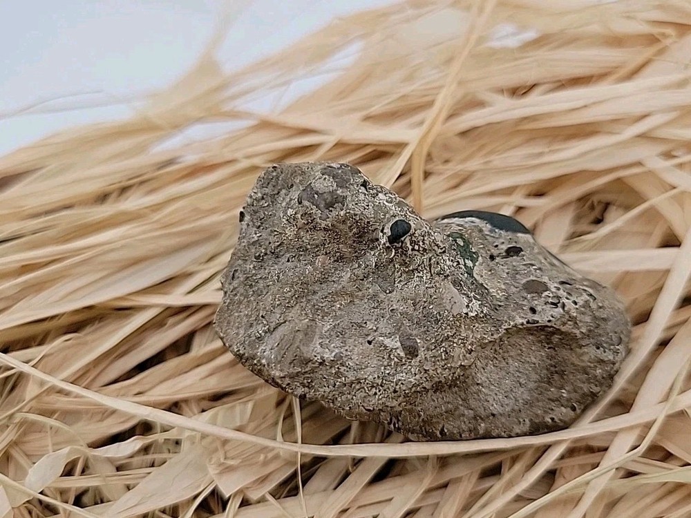 Egg Fossil Reptile Permineralized Compression Fossil